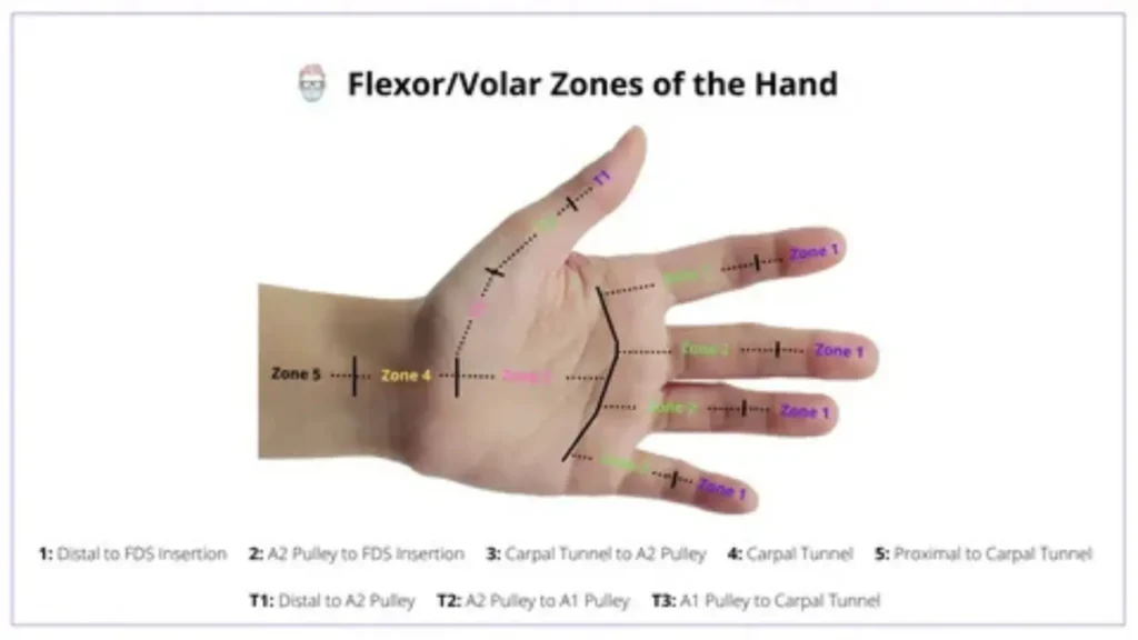 finger names