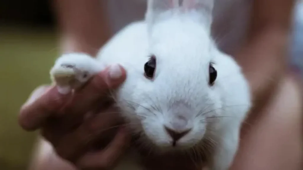 bunny names