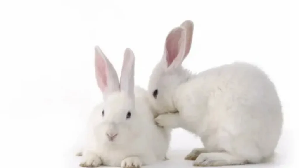 bunny names