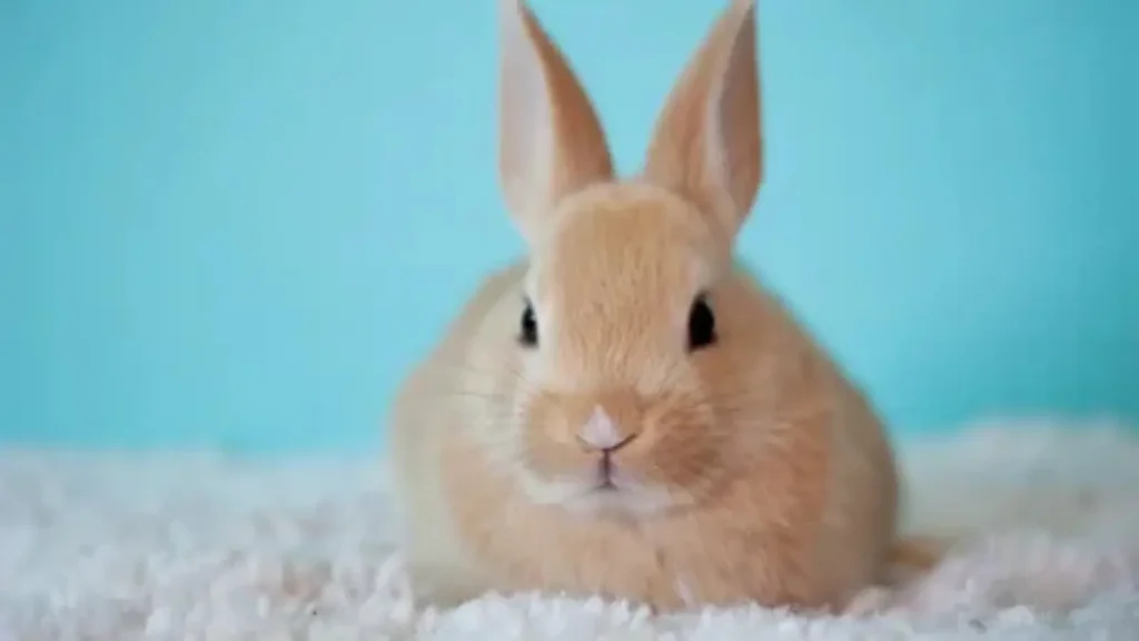 bunny names