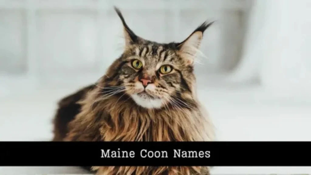 boy cat names