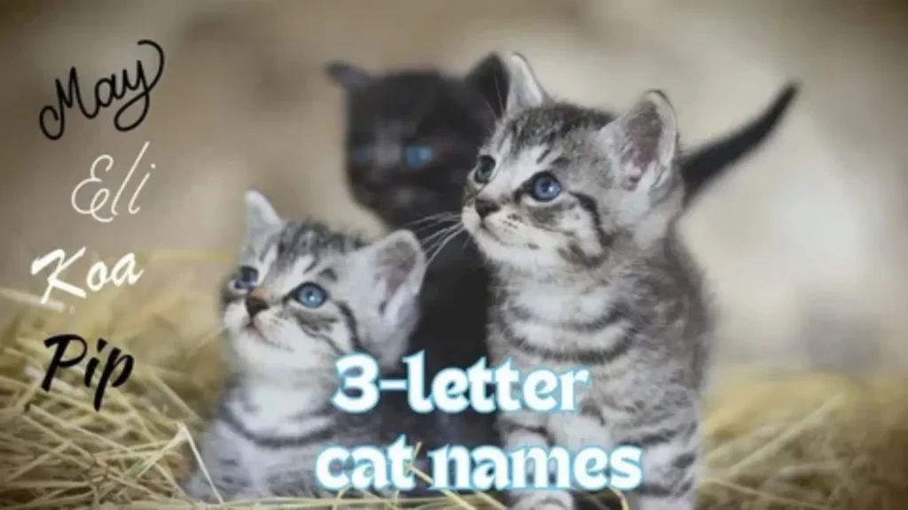 boy cat names