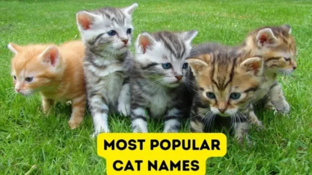 boy cat names