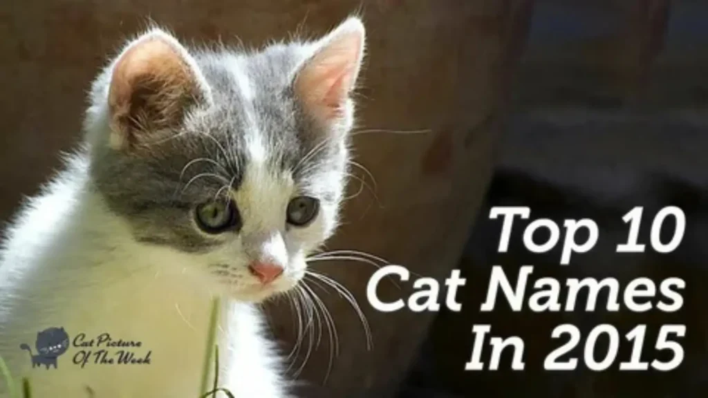 boy cat names