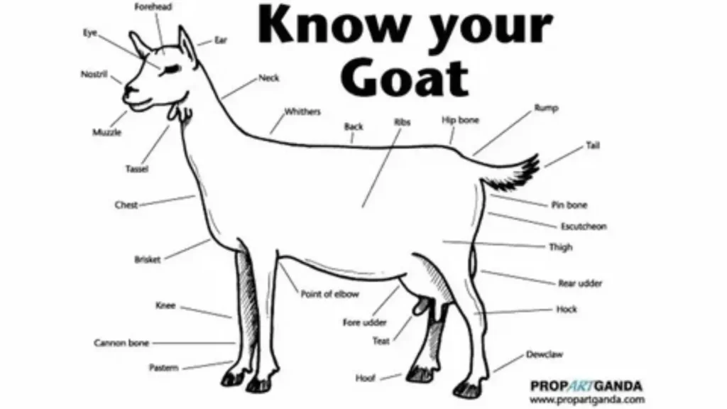 goat names