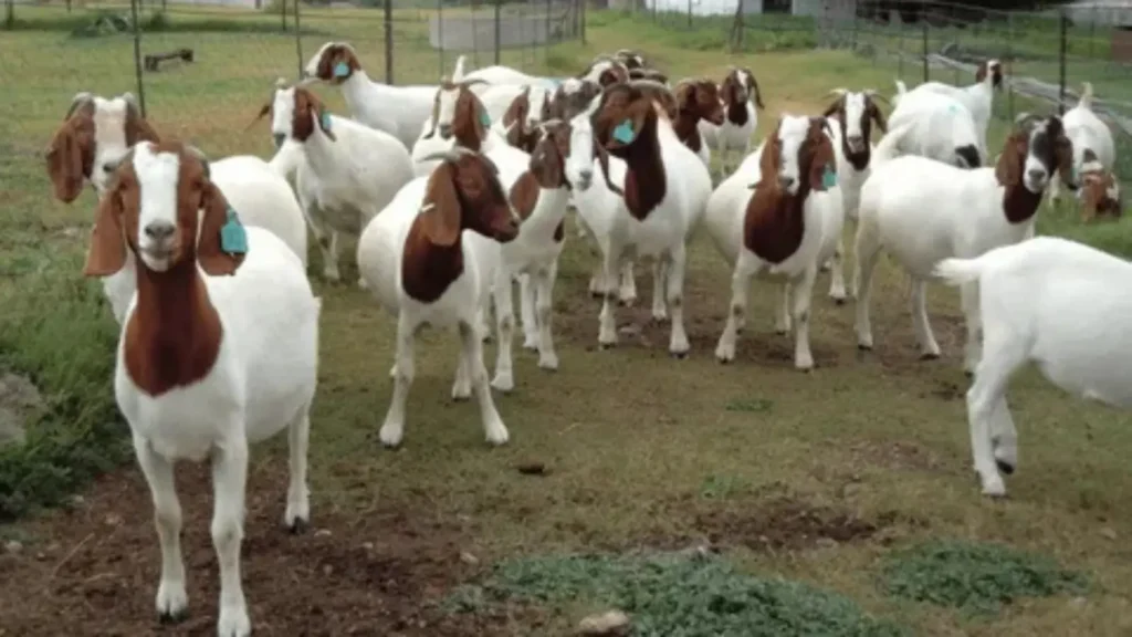 goat names