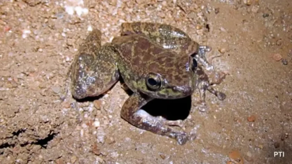 frog names