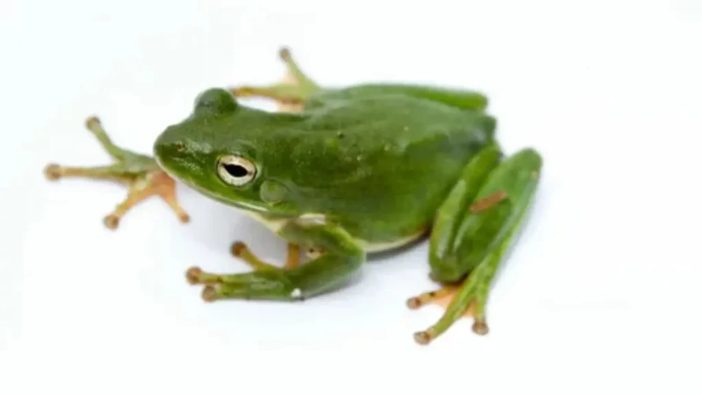 frog names