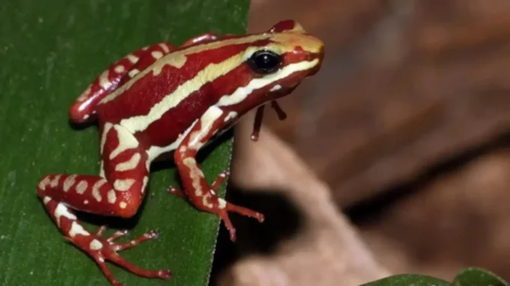 frog names