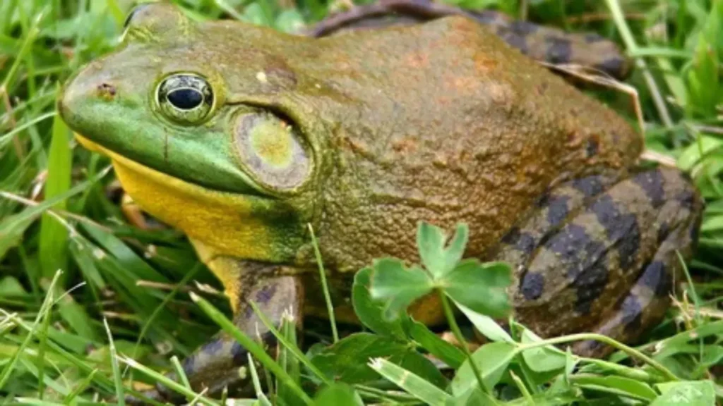 frog names