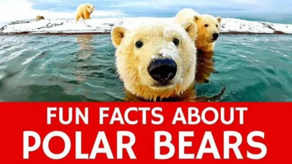 bear names
