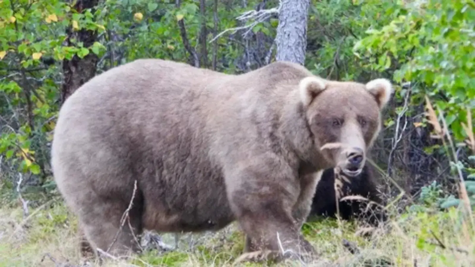 bear names